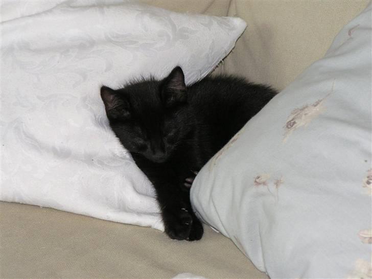 Huskat Simba billede 5