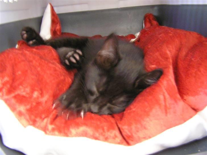 Huskat Simba billede 6