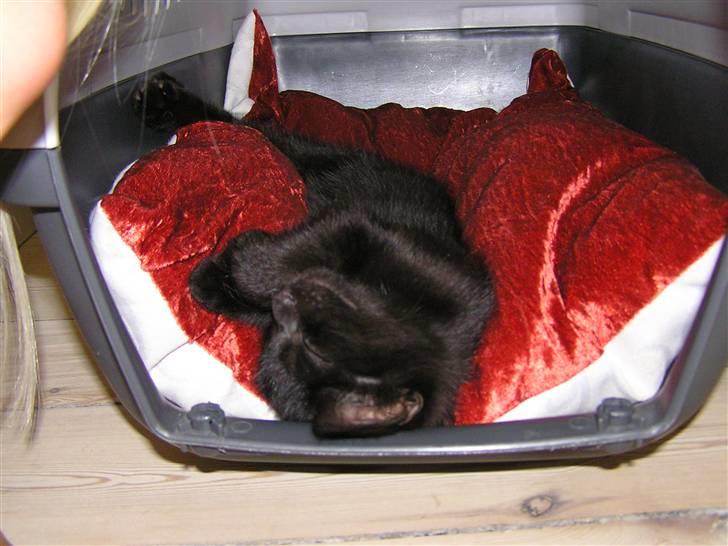 Huskat Simba billede 7