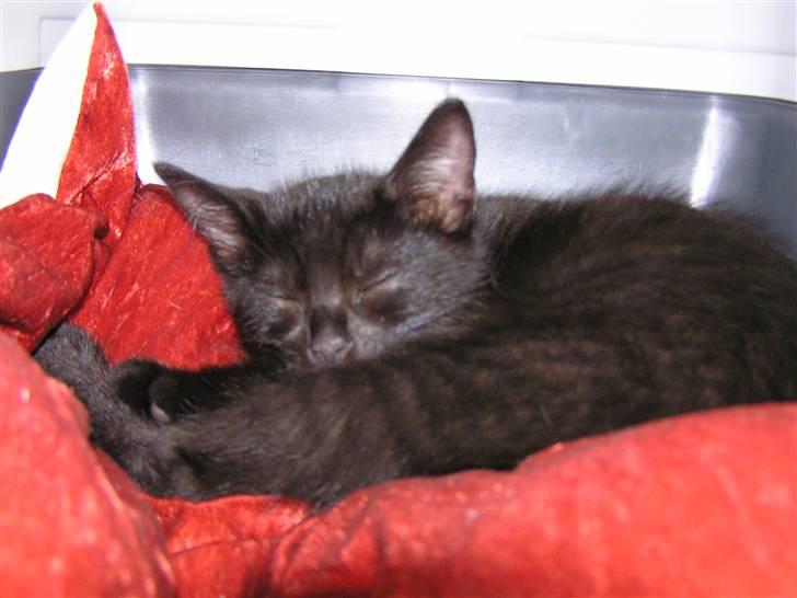 Huskat Simba billede 8