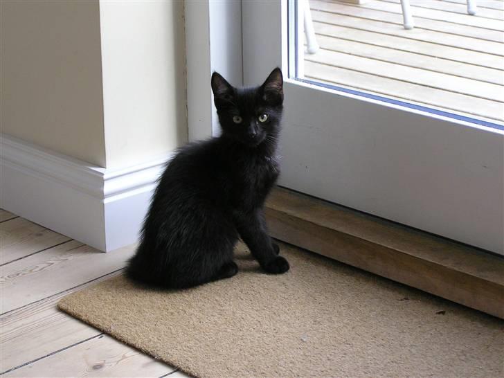 Huskat Simba billede 9