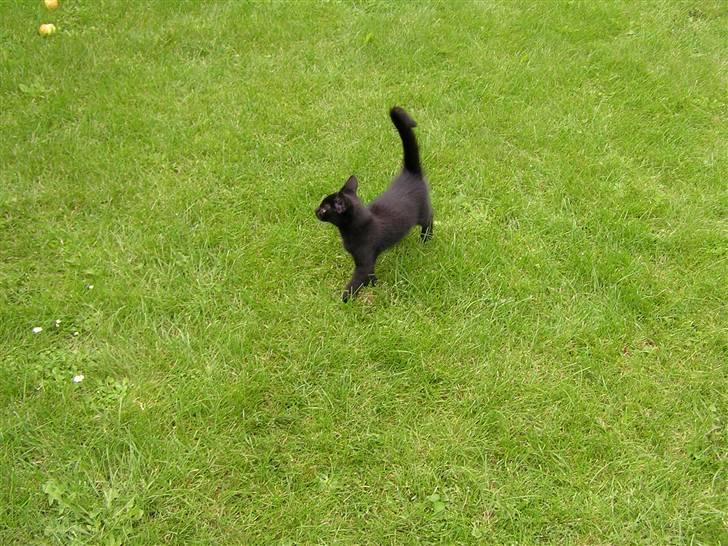 Huskat Simba billede 10