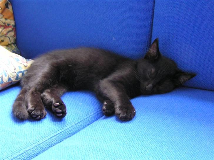 Huskat Simba billede 11