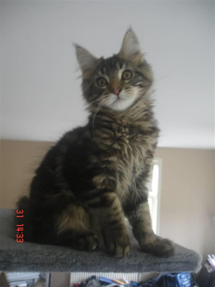 Maine Coon DK Kruse Aladar(Solgt) billede 1