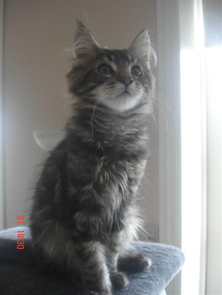 Maine Coon DK Kruse Aladar(Solgt) billede 2