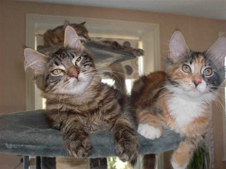 Maine Coon DK Kruse Aladar(Solgt) billede 3