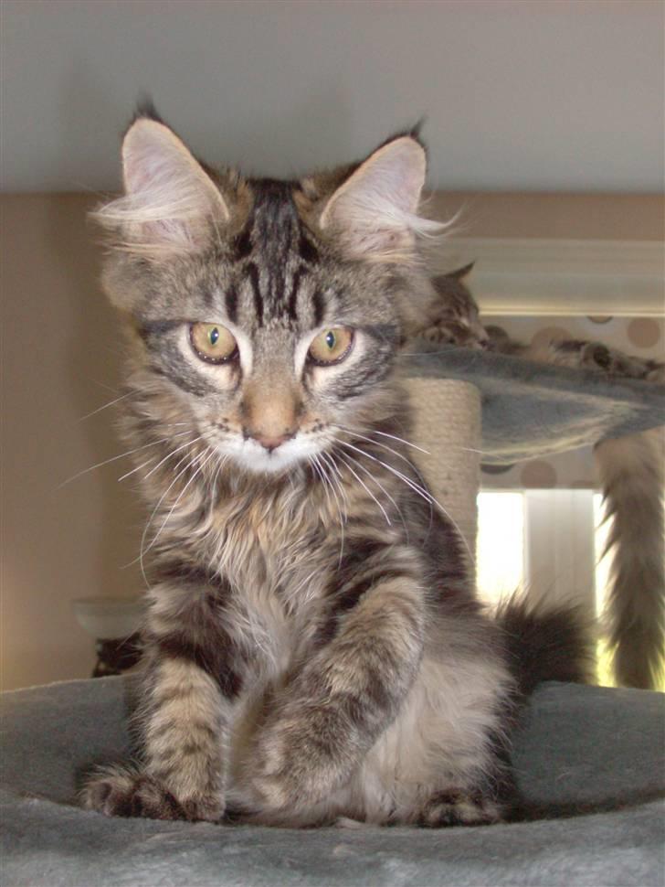 Maine Coon DK Kruse Aladar(Solgt) billede 4