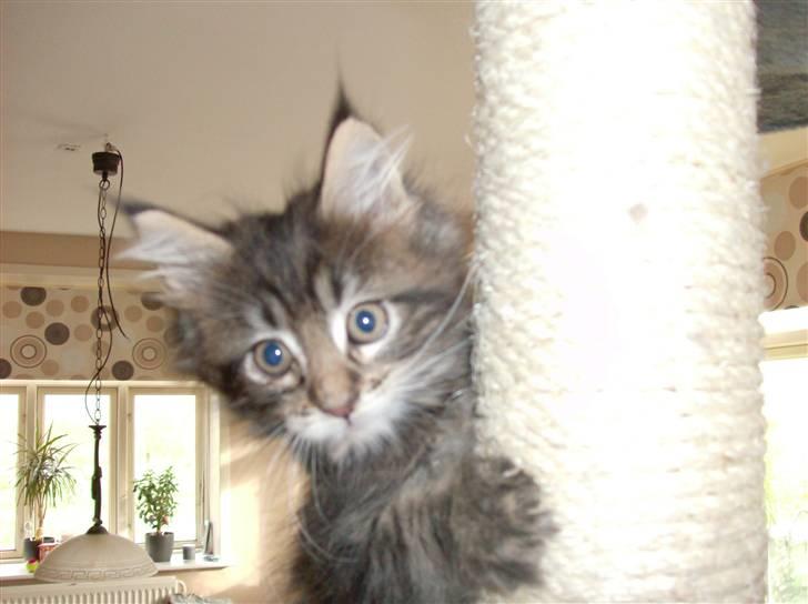 Maine Coon DK Kruse Aladar(Solgt) billede 5