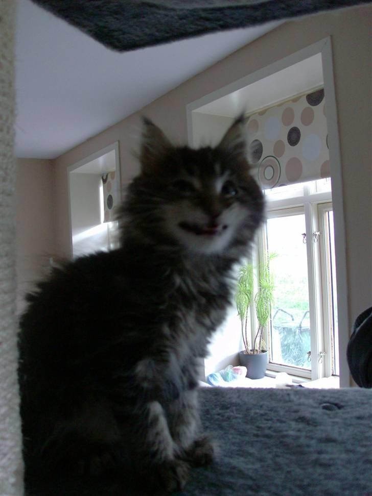 Maine Coon DK Kruse Aladar(Solgt) billede 6