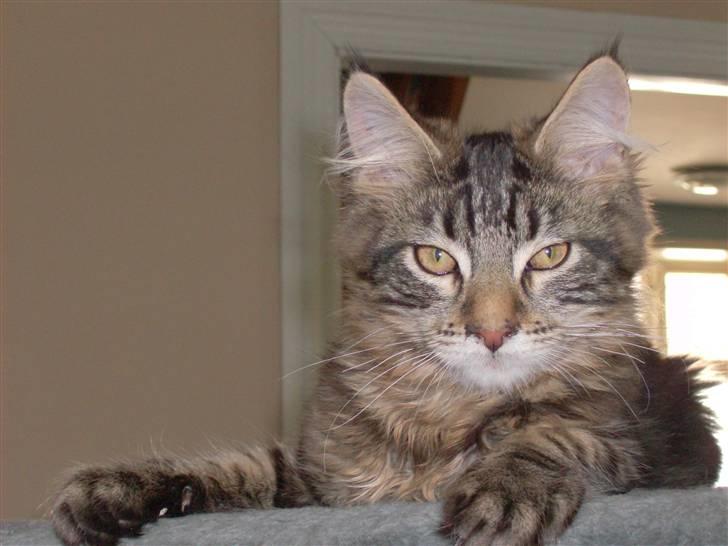 Maine Coon DK Kruse Aladar(Solgt) billede 7