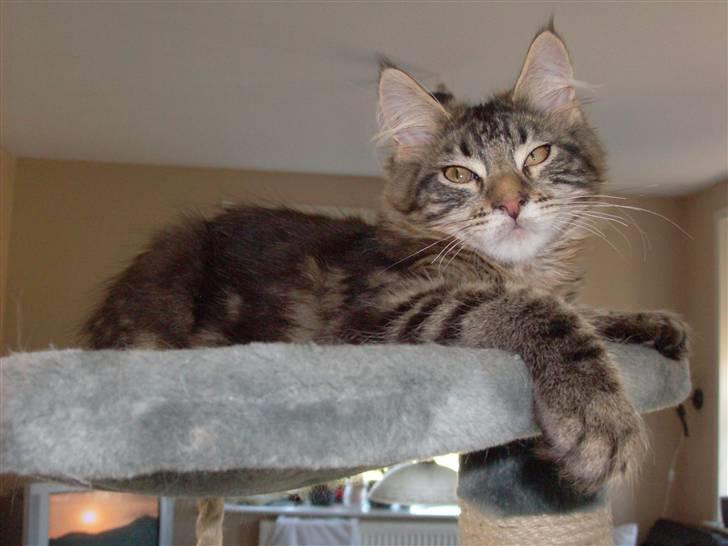 Maine Coon DK Kruse Aladar(Solgt) billede 8