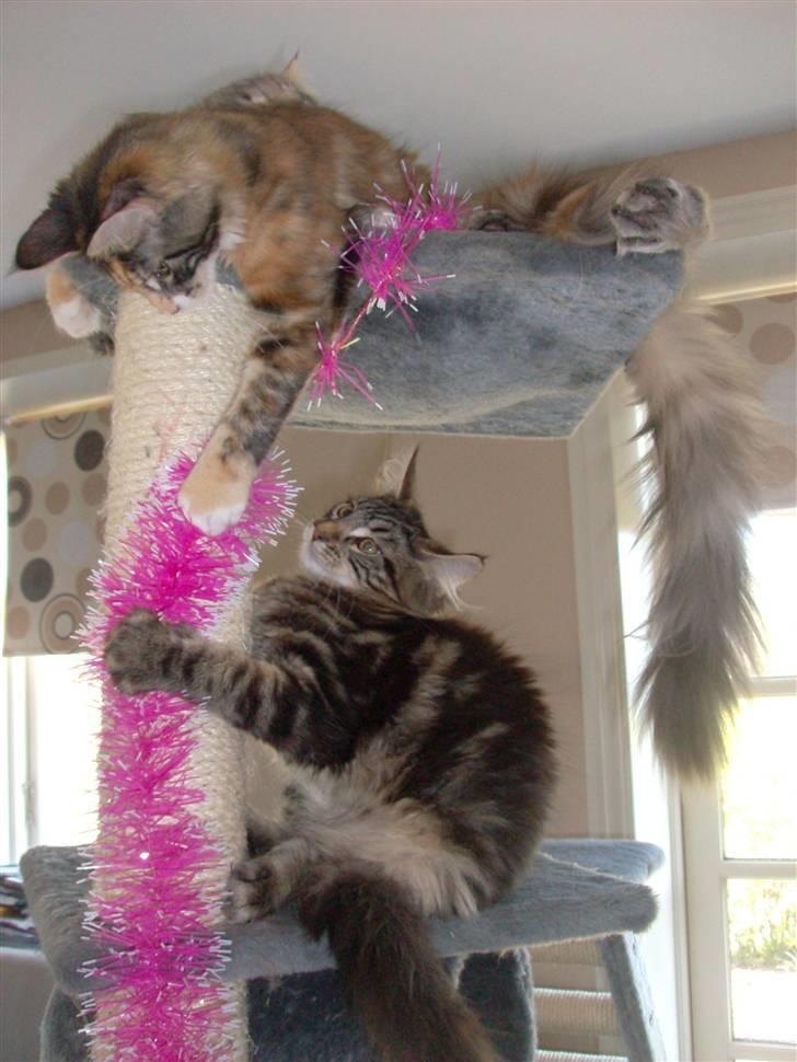 Maine Coon DK Kruse Aladar(Solgt) billede 9