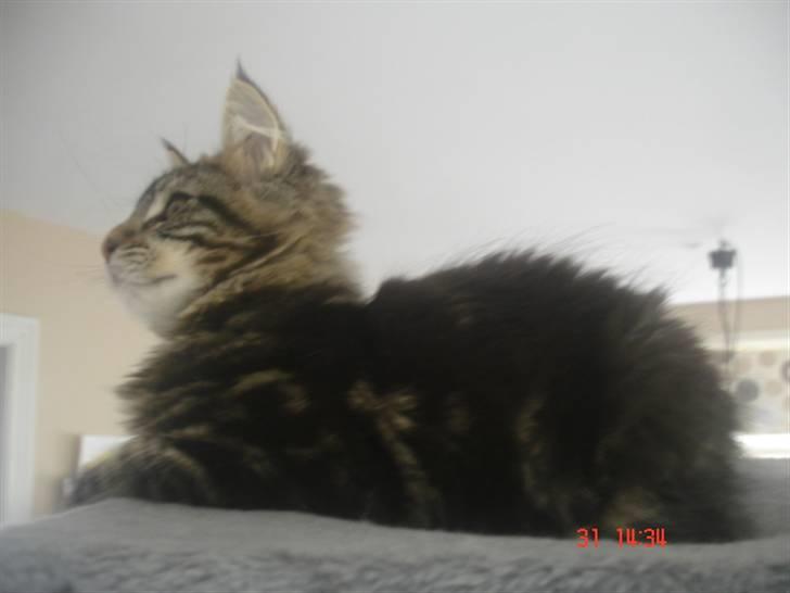 Maine Coon DK Kruse Aladar(Solgt) billede 10