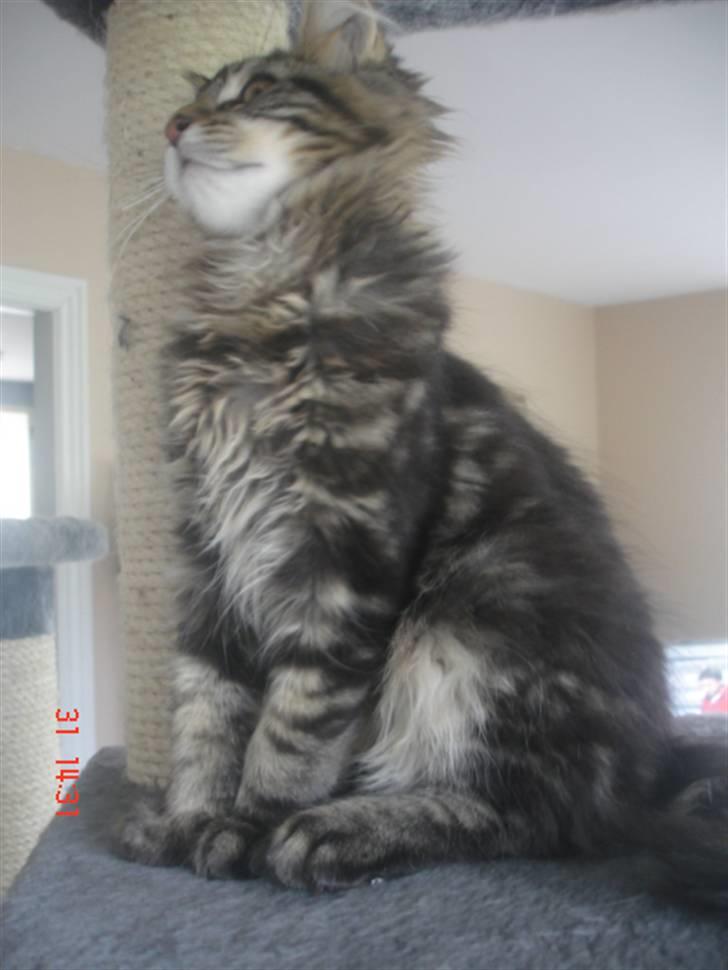 Maine Coon DK Kruse Aladar(Solgt) billede 11