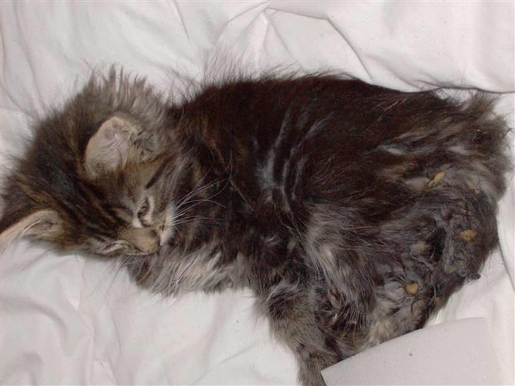 Maine Coon DK Kruse Aladar(Solgt) billede 12