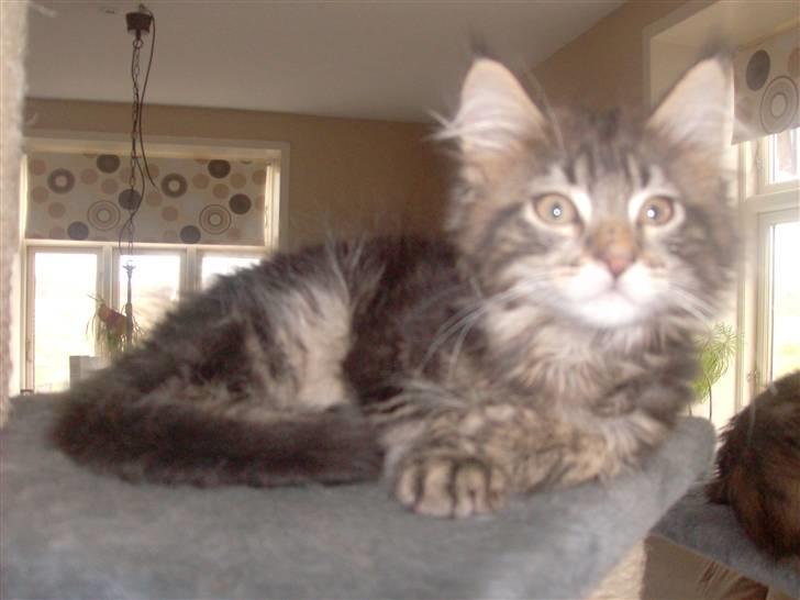 Maine Coon DK Kruse Aladar(Solgt) billede 13