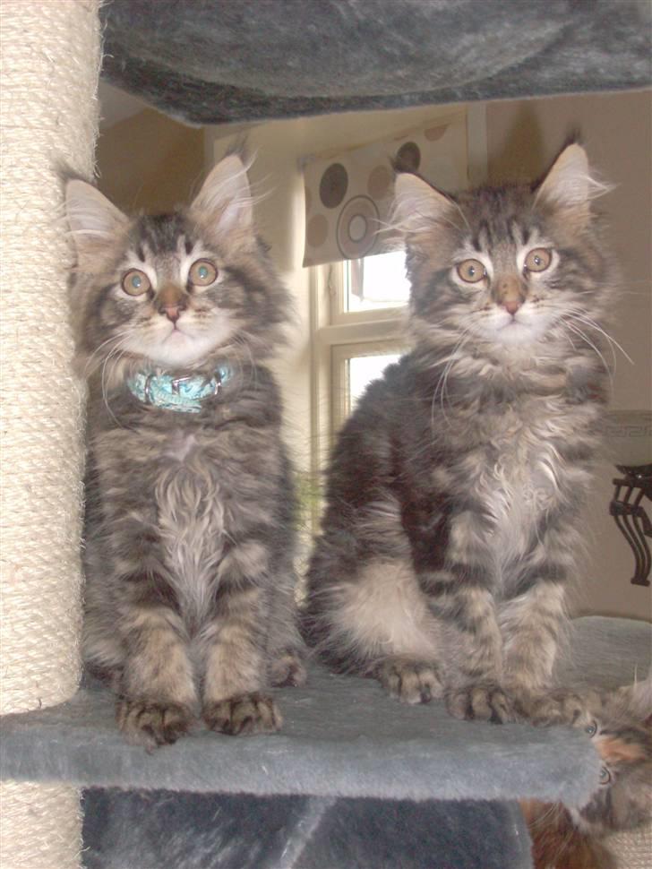 Maine Coon DK Kruse Aladar(Solgt) billede 14