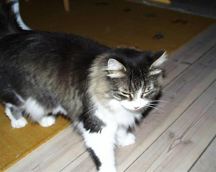 Norsk Skovkat Tanne mis - velkommen til min profil! billede 1