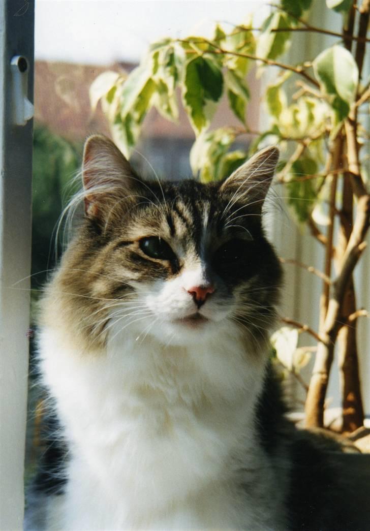 Norsk Skovkat Tanne mis - heej med dig billede 3