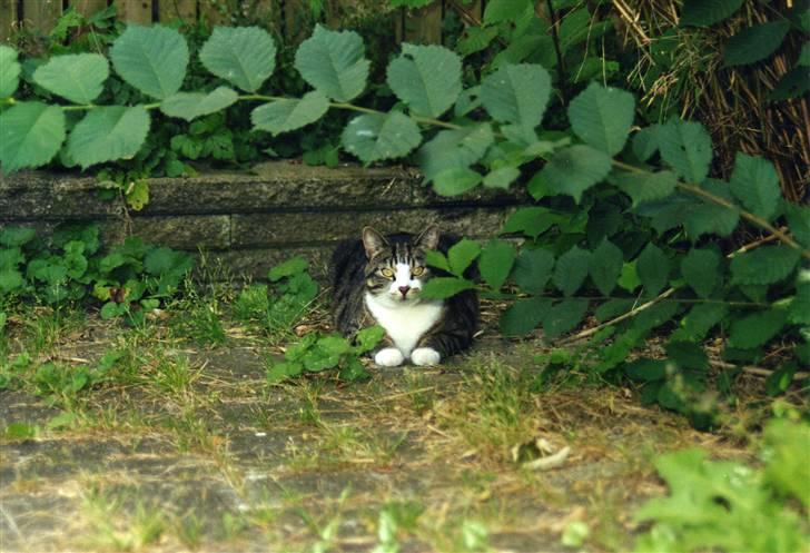 Norsk Skovkat Tanne mis - tanne der ligger ovre i buskene og nyder livet billede 4
