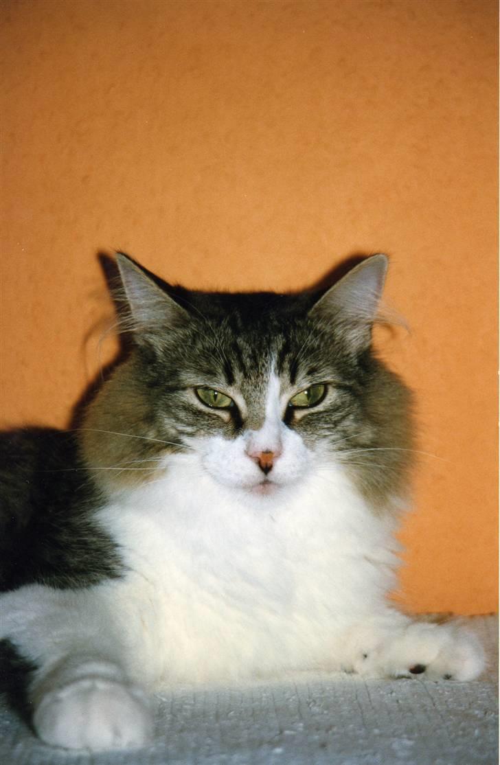 Norsk Skovkat Tanne mis - arr tar liige en slapper hehe billede 5