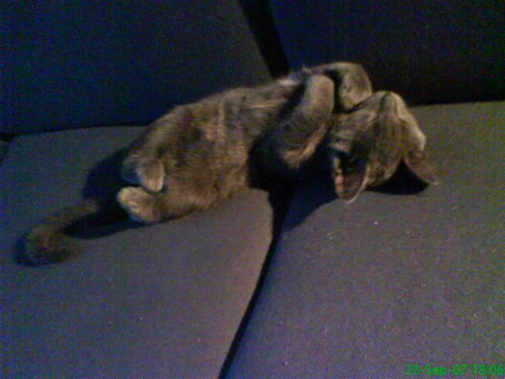 Blanding af racer Phoebe - 3 måneder gammel. Mega nuttet sovestil ;D billede 13