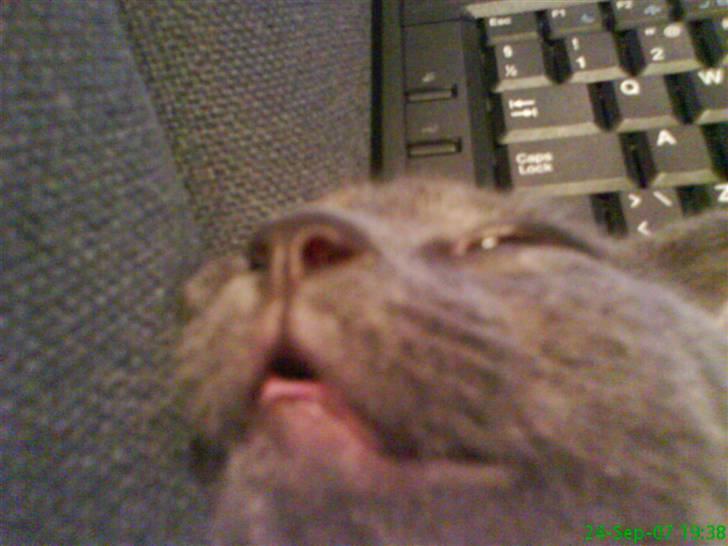 Blanding af racer Phoebe - Mmm... flot. billede 14