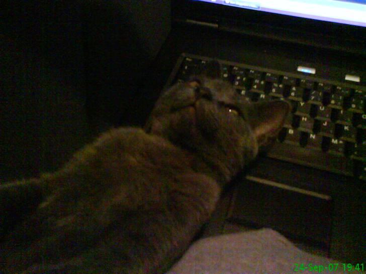 Blanding af racer Phoebe - Endnu flottere. billede 15