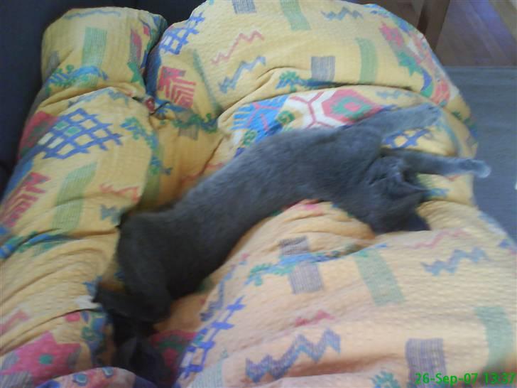 Blanding af racer Phoebe - 4 måneder gammel og næsten en meter lang, ret godt klaret :D :D billede 16