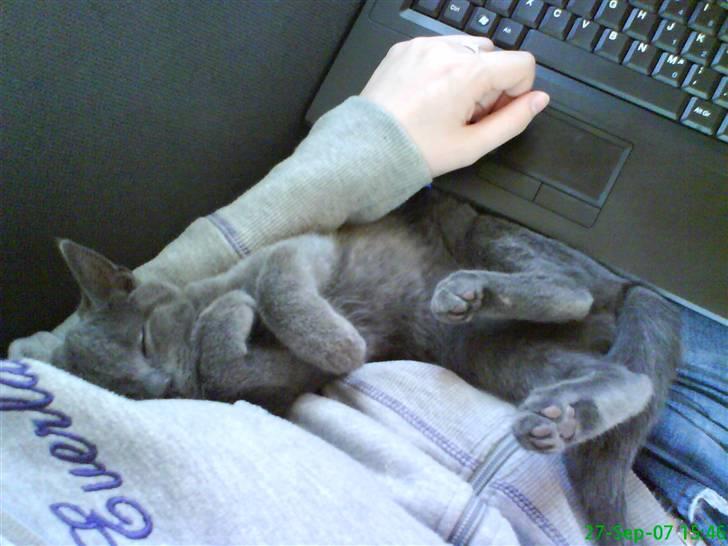 Blanding af racer Phoebe - Nuuurhh! billede 17