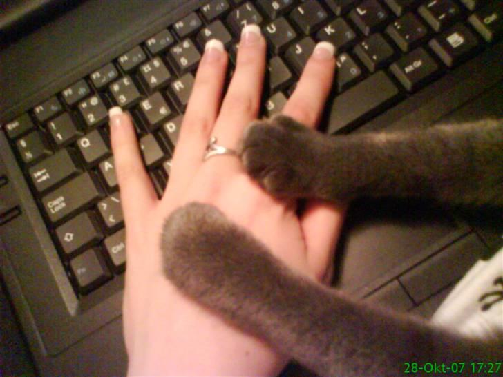 Blanding af racer Phoebe - Ja, Phoebe ville lige med i MIT billede. :P billede 18