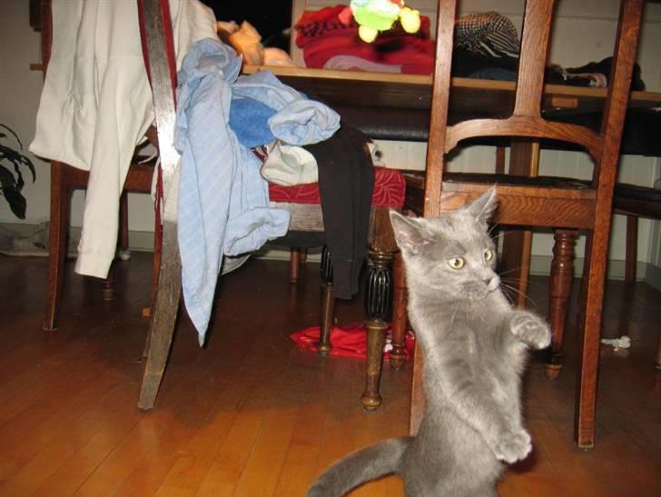 Blanding af racer Phoebe - Grim, grimmere, Pheebs. billede 19