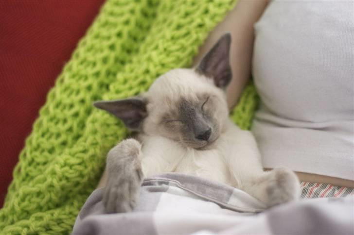 Siameser Vívil - Putter hos "mor" billede 1