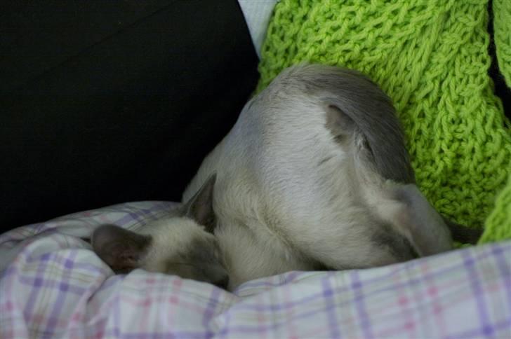 Siameser Vívil - Fald ned fra sofaens ryglæn, men sov "lystigt" videre billede 2