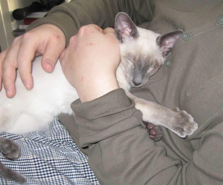 Siameser Vívil - putter hos "far" billede 3