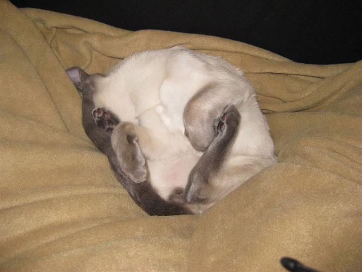 Siameser Vívil - Vívil har for vane at sove på de mærkeligeste måder :p billede 4