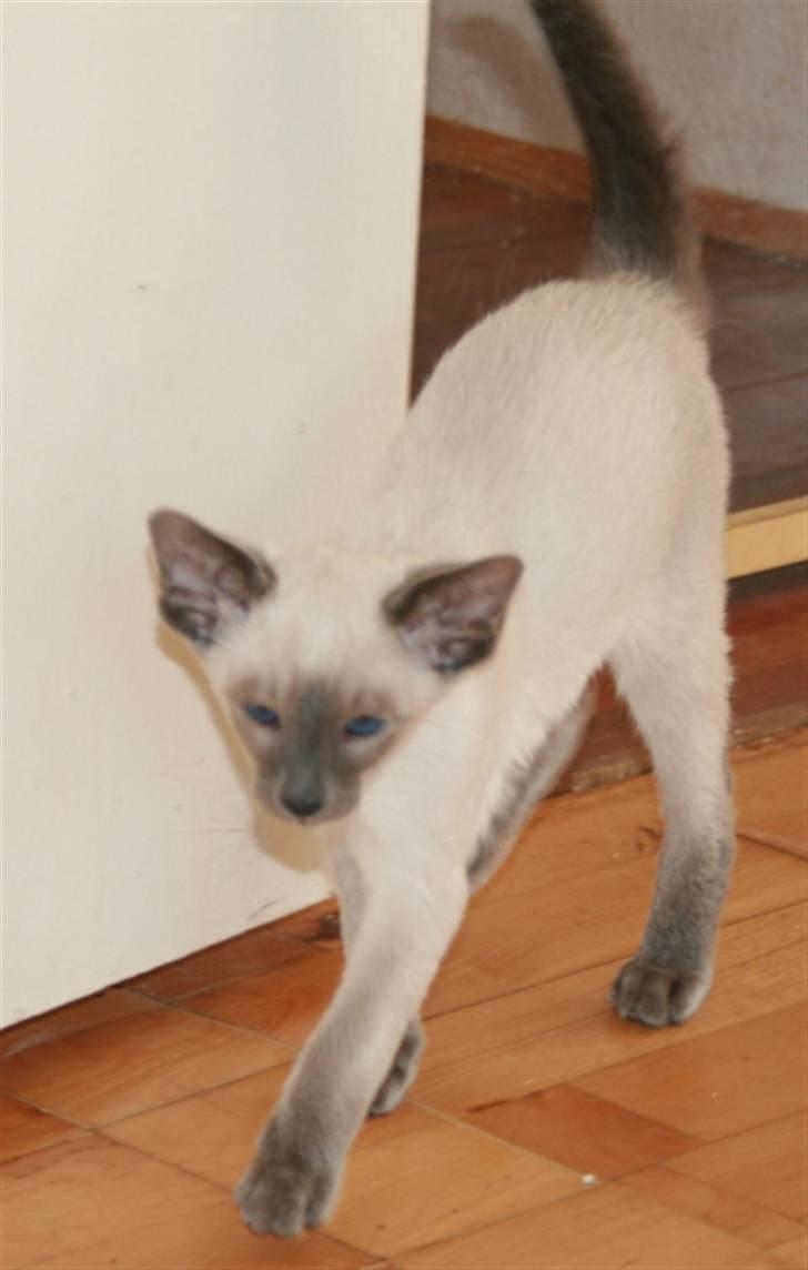 Siameser Vívil - Ugen inden vi fik ham billede 5