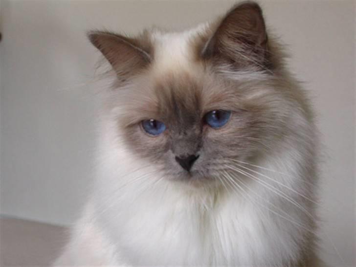 Hellig Birma DK CH Nine Bells Hallie - Hallie billede 15