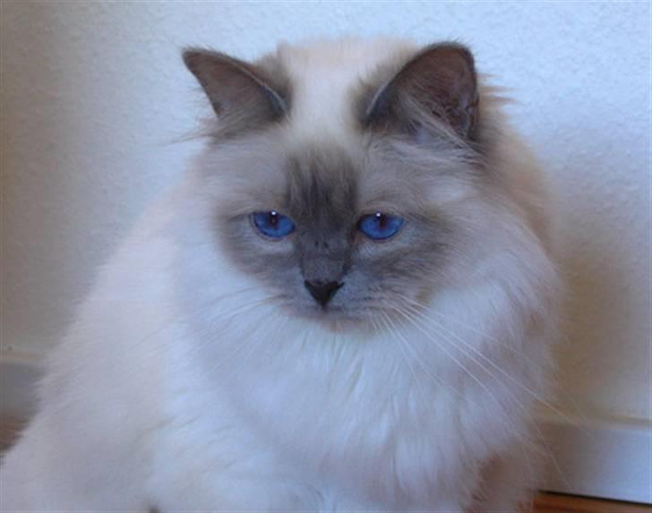 Hellig Birma DK CH Nine Bells Hallie - Hallie, vores lille Isbjørne-prinsesse. billede 16