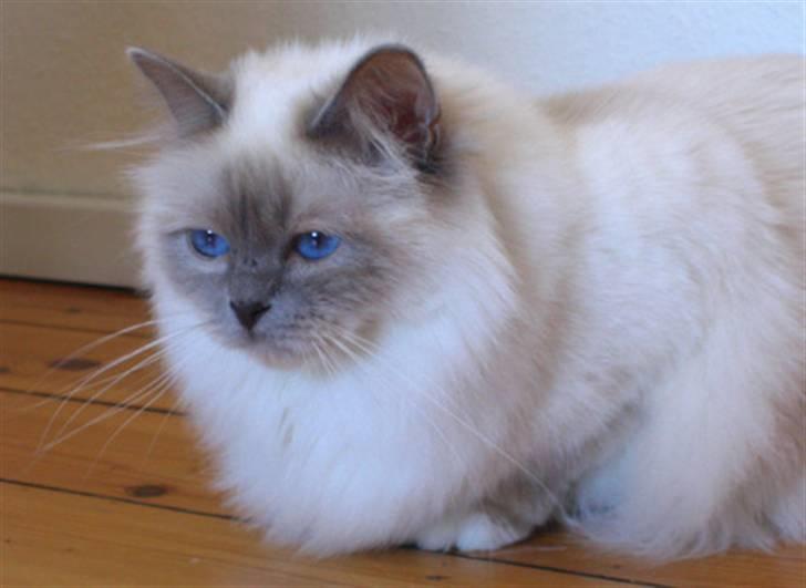 Hellig Birma DK CH Nine Bells Hallie - Hallie i april 2008. billede 17