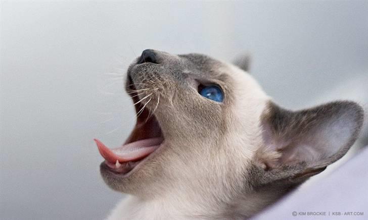 Siameser Vívil - Gaber højt :) billede 6