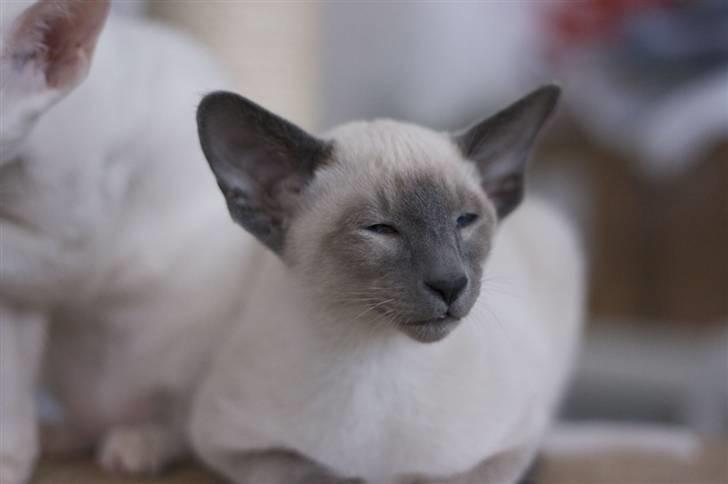 Siameser Vívil - Lige vågnet billede 7