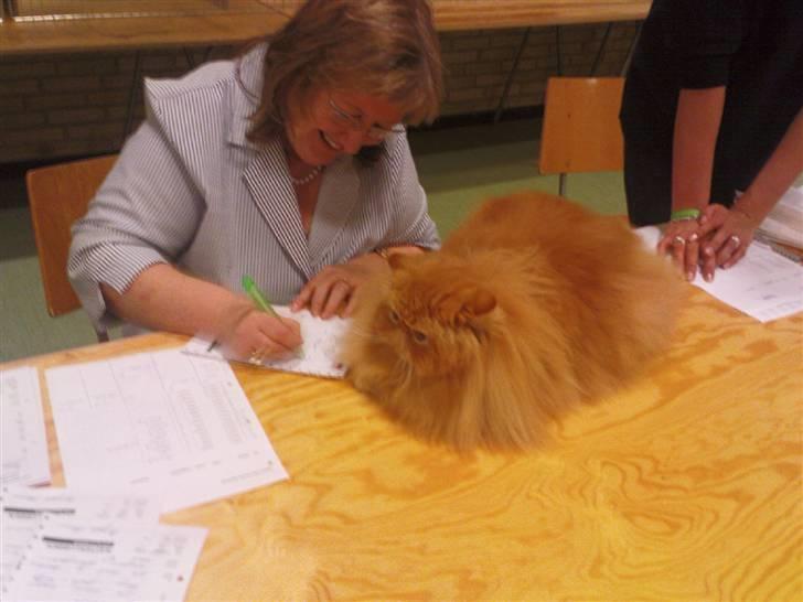 Perser Leopold - Leopold i Aarslev ´08 billede 14