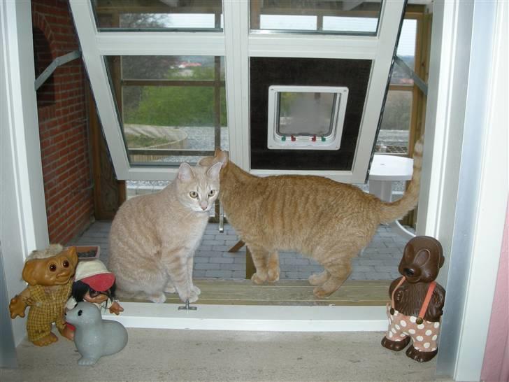 Huskat Grynte - Vores far har købt nyt kamera..!! billede 13