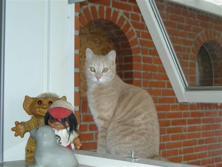 Huskat Grynte - Og nu er han ved at teste det.. ! billede 14