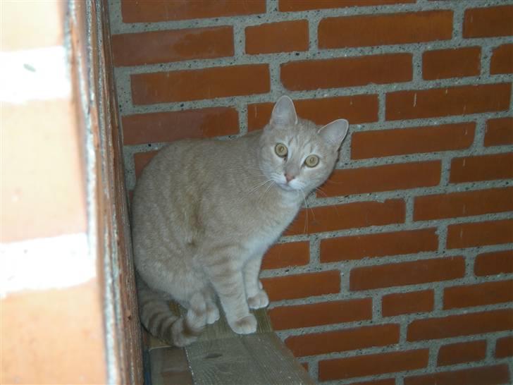 Huskat Grynte - Det skal altså gå ud over mig.. !! Plejer man ikke at få et honorar..?? :o) billede 15