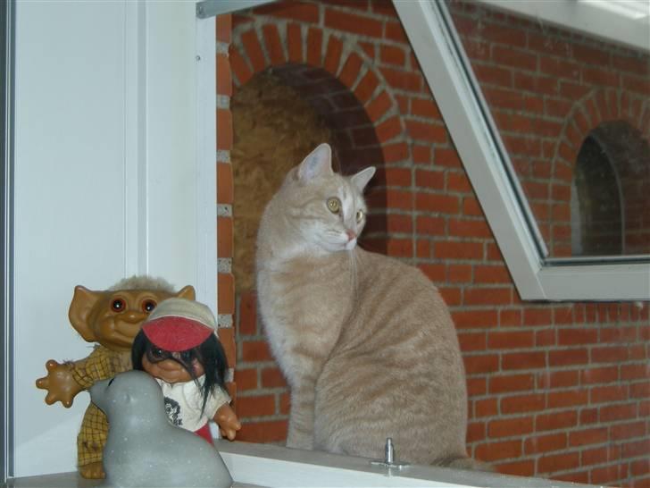 Huskat Grynte - Er denne positur fin nok..?? billede 16