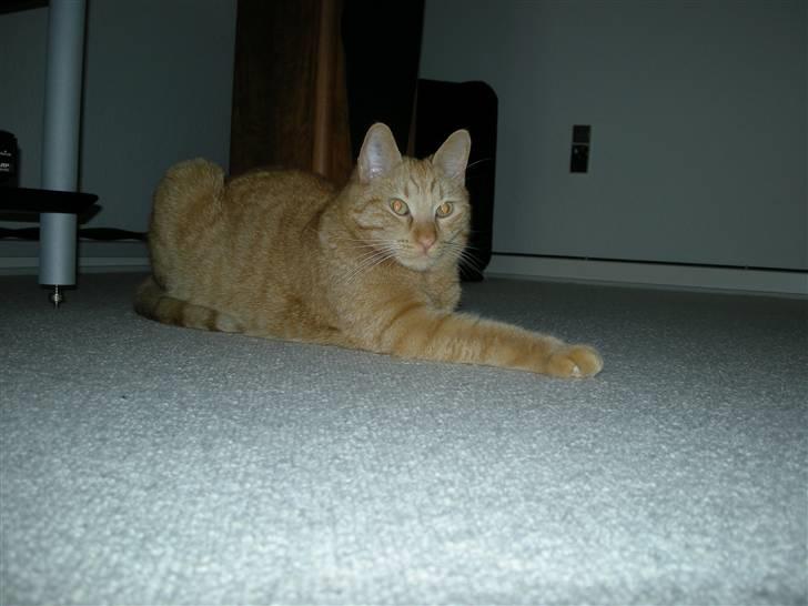 Huskat Grynte - Monse var helt rastløs og frustreret, da jeg var væk i en hel uge...!!! billede 17