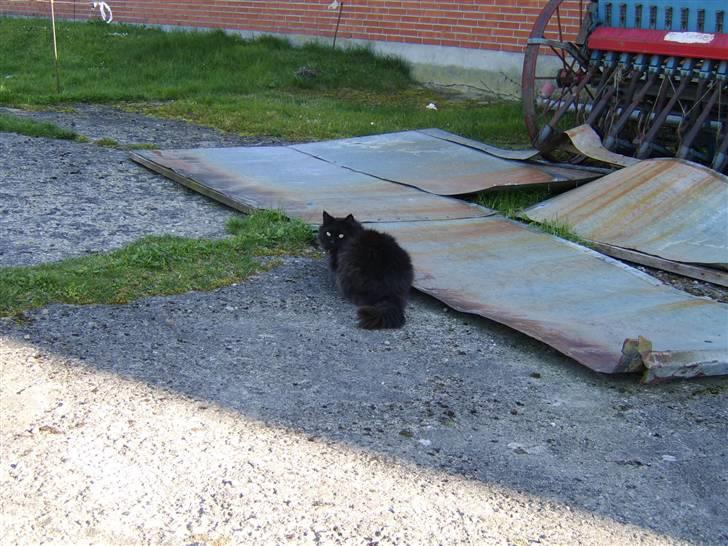 Blanding af racer Sheena billede 9