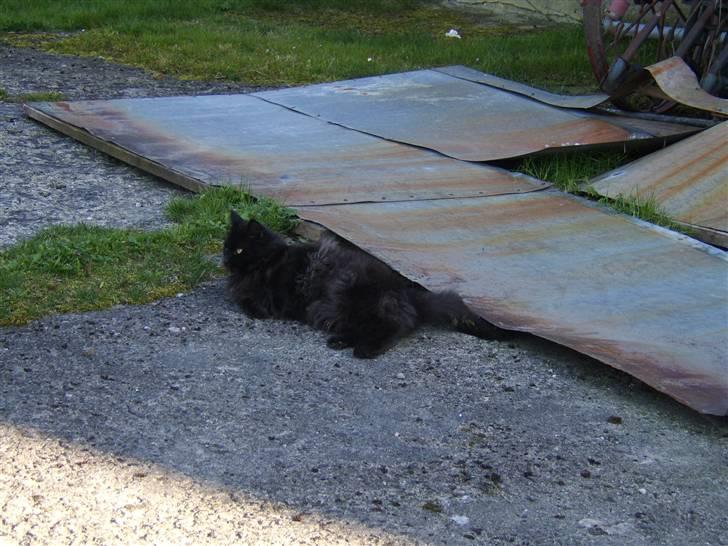 Blanding af racer Sheena billede 10